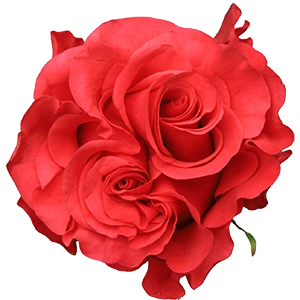 Exotico Rosado Oscuro